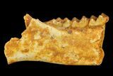 Eocene Primate (Necrolemur) Jaw Section - France #179975-1